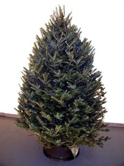 Nordmann Fir Christmas Tree