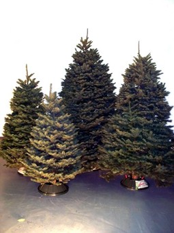 Nobel Fir Christmas Tree